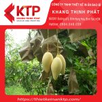 Sử dụng túi giấy đúng để trái cây đạt chất lượng cao
