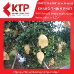 Túi giấy bọc trái cây ngày càng được ưa chuộng